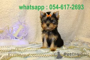 Photo №2 to announcement № 19571 for the sale of yorkshire terrier - buy in Israel private announcement, breeder