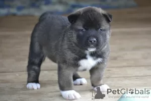 Additional photos: American akita