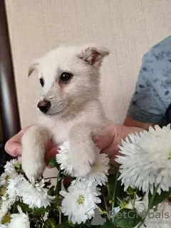 Photo №3. Puppies in responsible hands. Russian Federation