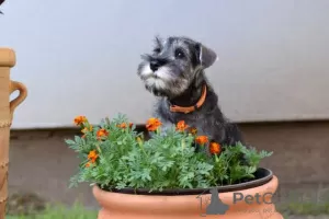 Photo №1. standard schnauzer - for sale in the city of Nova Pazova | negotiated | Announcement № 108367