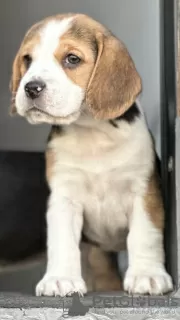 Additional photos: Beagle puppies