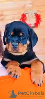 Additional photos: Rottweiler puppies