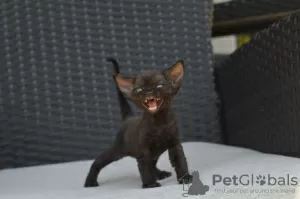 Photo №1. devon rex - for sale in the city of Munich | 370$ | Announcement № 121029