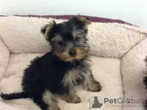 Photo №3. Pure breed tiny teacup Yorkie puppies. Switzerland