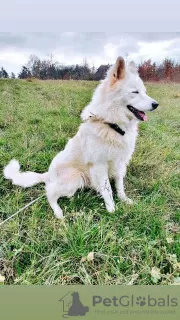 Additional photos: Long-haired Swiss Shepherd male puppies