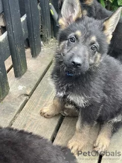 Photo №3. German Shepherd Pup's. United States