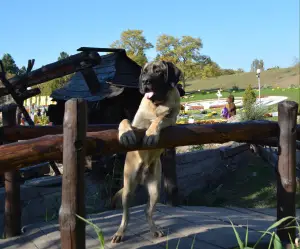 Additional photos: English Mastiff bred puppies