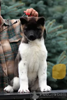 Photo №1. american akita - for sale in the city of Voronezh | negotiated | Announcement № 63718