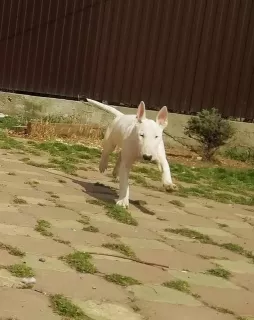 Additional photos: Standard Bull Terrier Puppy