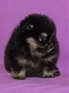 Photo №2 to announcement № 6348 for the sale of german spitz - buy in Russian Federation private announcement