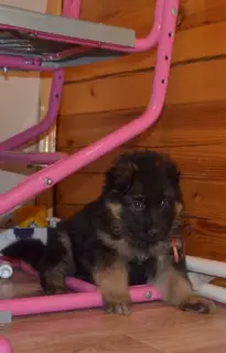 Additional photos: German Shepherd. D / n. German shepherd. L / W Puppies