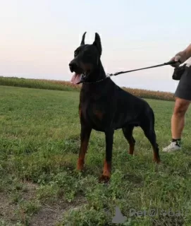 Additional photos: Doberman puppies for sale