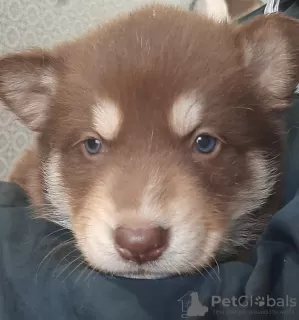 Additional photos: Husky puppies.