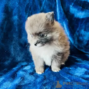 Photo №2 to announcement № 45816 for the sale of pomeranian - buy in United States private announcement