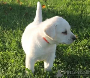 Photo №4. I will sell labrador retriever in the city of Калистога. private announcement - price - negotiated