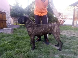 Additional photos: cane corso boy for sale