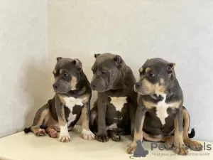 Photo №1. american bully - for sale in the city of Москва | 2025$ | Announcement № 11714