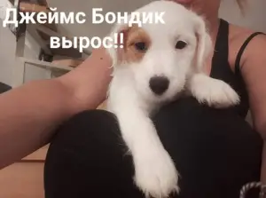 Photo №4. I will sell jack russell terrier in the city of Москва. breeder - price - 665$