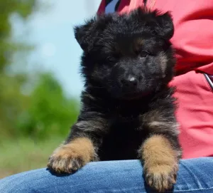 Photo №3. socialized girl, long-haired, with KSU / FCI metric, 1.5 months. Ukraine