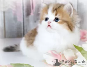 Photo №2 to announcement № 99695 for the sale of persian cat - buy in Russian Federation private announcement