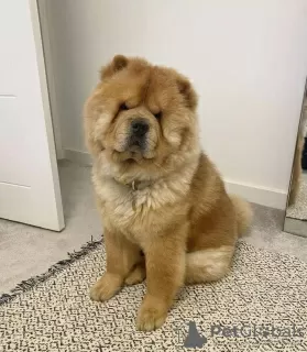 Photo №3. Chow Chow puppies. Estonia