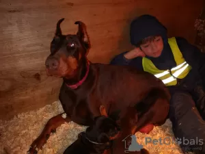 Photo №3. Top selbst aufgezogene Dobermann-Welpen zu einem erschwinglichen Preis zu. Germany