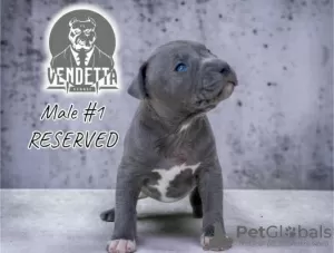 Additional photos: American pit bull terrier puppies