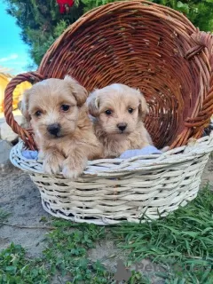 Photo №3. Maltipoo puppies. Serbia