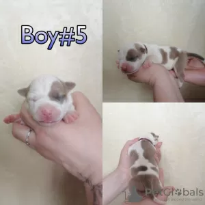 Additional photos: American Bully Puppies