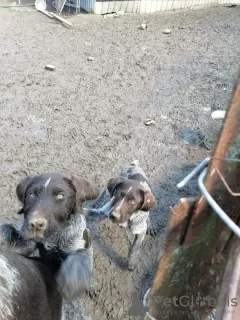 Photo №4. I will sell german wirehaired pointer in the city of Ramenskoye. private announcement - price - 133$