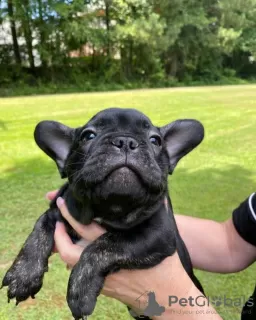 Additional photos: beautiful French bulldog