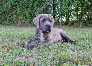 Photo №4. I will sell cane corso in the city of Michów. breeder - price - 1057$