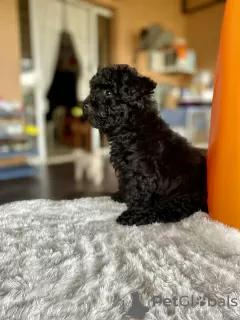 Photo №3. Toy Poodle Puppies. France