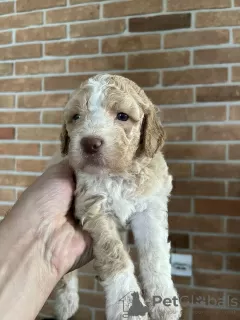 Additional photos: Lagotto Romagnolo puppies