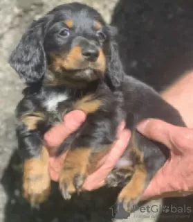 Photo №3. Long and short hair Dacshund puppies for sale. Sweden