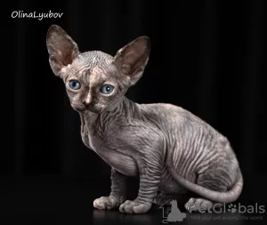 Photo №2 to announcement № 7643 for the sale of sphynx-katze - buy in Russian Federation from nursery