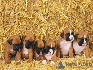 Photo №1. boxer - for sale in the city of Ulm | 141$ | Announcement № 129421