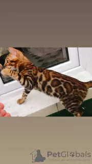 Photo №3. bengal kittens. Belarus