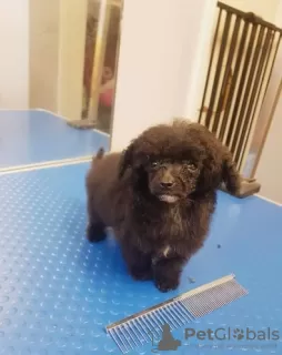 Additional photos: Our last stunning chocolate girl Toy poodle