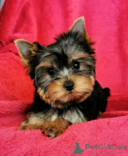 Photo №3. Yorkshire Terrier puppies. Netherlands