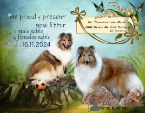 Photo №4. I will sell rough collie in the city of Jerusalem. breeder - price - negotiated