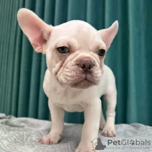 Additional photos: French bulldog Puppies