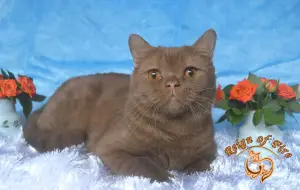 Photo №1. british shorthair - for sale in the city of Krasnodar | 164$ | Announcement № 4258