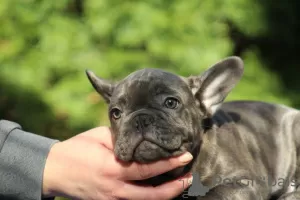 Additional photos: Exotic french bulldog puppies