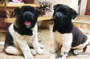 Additional photos: American Akita Puppies