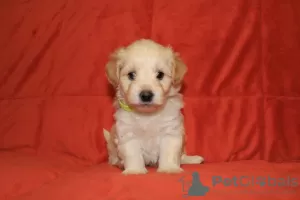 Photo №3. Havanese puppies. Russian Federation