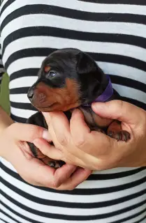 Photo №3. Miniature pinscher puppies from the champion of Ukraine. Ukraine