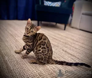 Photo №3. Bengal kittens for sale. Serbia