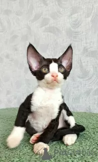 Additional photos: Devon Rex kittens for sale.