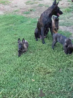 Additional photos: Dutch Shepherd puppies